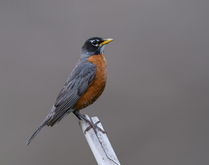 American Robin  Portrait on Gray Background