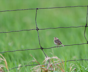 Grasshopper Sparrow  Sitting on a Fence Wire