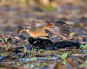 Virginia Rail  with Two Chicks Foraging