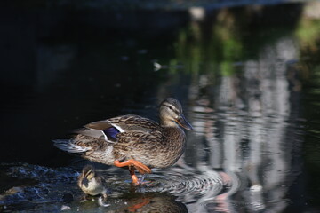 Duck with single duckling. 