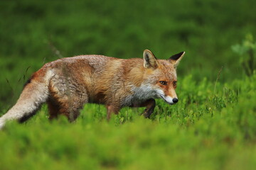Naklejka na ściany i meble Red fox, Vulpes vulpes, in green forest. Beautiful orange fur coat animal sniffs about prey in blueberry. Fox in spring nature. Wildlife scene with cute fox. Habitat Europe, Asia, North America.