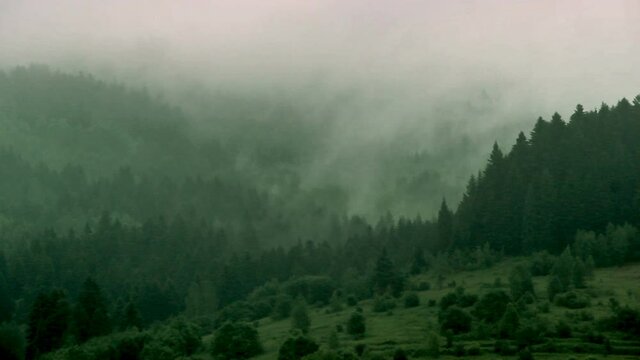 a landscape of the spruce forest at carpathian mountains, national park Skolivski beskidy, Lviv region of Western Ukraine