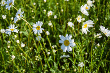 Daisies on a Sunny spring day in the garden