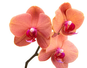 Orange phalaenopsis branch or exotic orchid flower isolated on the white