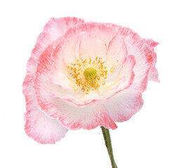 White and pink poppy flower isolated on the white