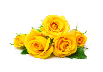 beautiful yellow roses on a white background
