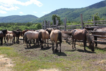 Naklejka na ściany i meble A herd of horses grazes on a green field in a forest in the middle of the mountains. A group of brown and white horse grazing on a lush green field