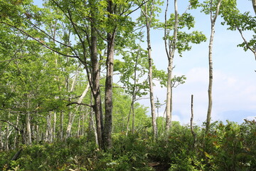 Fototapeta premium 東ヌプカウシヌプリ山の頂上付近