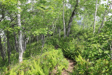 Obraz premium W pobliżu szczytu Mt.