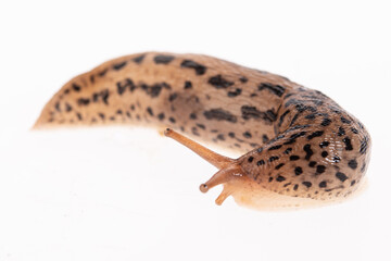 Fototapeta premium Tigerschnegel