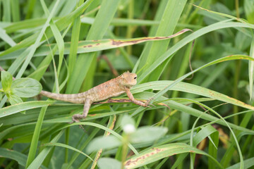 ceylon chameleon or tree lizard on grass