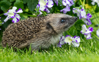 Hedgehog in garden (Scientific name: Erinaceus Europaeus) wild, free roaming hedgehog, taken from a wildlife hide to monitor health and population of this favourite but declining mammal	