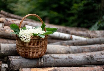 Basket full of elderberry flowers in woods, elderflowers harvesting