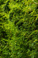 Green bamboo as a back ground or texture.