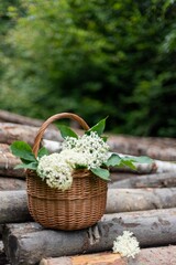 Fototapeta na wymiar Basket full of elderberry flowers in woods, elderflowers harvesting