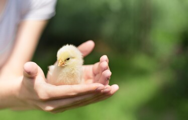 Yellow young fluffy chicken in human hand, eco agriculture concept 
