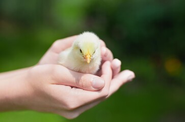 Yellow young fluffy chicken in human hand, eco agriculture concept 