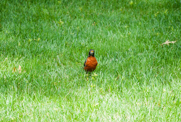 Bird on the grass