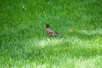 Robin on the grass