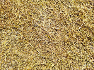 hay and straw natural background