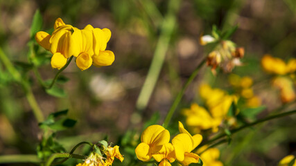 Lotus corniculatus a perennial herbaceous flowering plant in the pea family Fabaceae macro close up