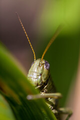 green grasshopper on a leaf
