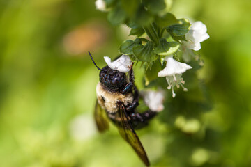 close up of a bee on a flower