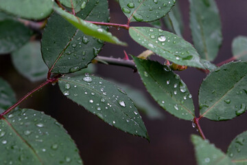 rain drops on a leaf