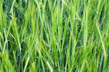 green wheat field on a Sunny summer day