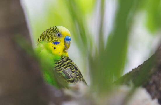 p&aacute;jaro perico verde 