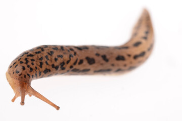 Tigerschnegel, Limax maximus