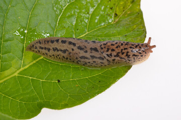 Tigerschnegel, Limax maximus
