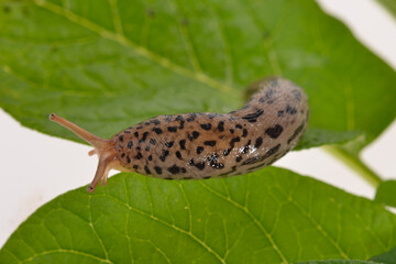 Tigerschnegel, Limax maximus