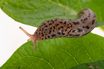 Tigerschnegel, Limax maximus
