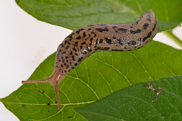 Tigerschnegel, Limax maximus