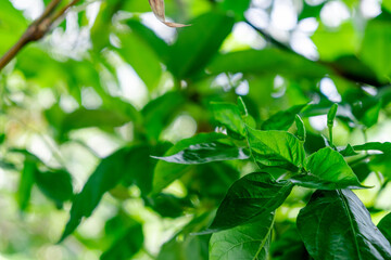 Fototapeta na wymiar thai green chilly on the chilly plant on blured green garden