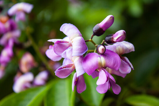 purple gliricidia flower