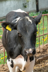 Calves and cows in a paddock outside in the fresh air. Agriculture with the care of animals.