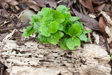 green leaves on the ground