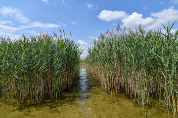 Summer scenery with a shallow lake with transparent water, green reeds and blue cloudy sky.