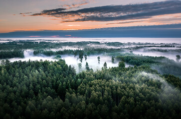 Aerial view of forest at twilight covered in fog.  Impressive light rays going through the tree tops.  