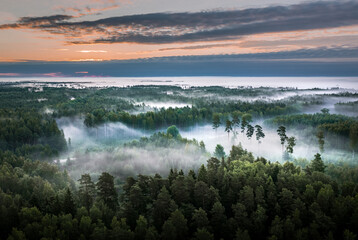 Aerial view of forest at twilight covered in fog.  Impressive light rays going through the tree tops.  