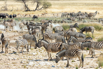 Fototapeta na wymiar Large herd of Burchell's zebras (Equus quagga burchellii) feed and drink at a waterhole in Etosha National Park, Namibia
