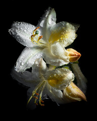 Fototapeta na wymiar a rich white rhododendron flower with a yellow inflorescence on a black background after rain with water drops.