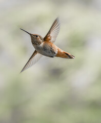 Rufous Hummingbird 2922