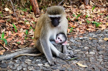 Monkey with her baby in the forest 