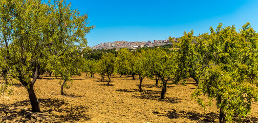 A view of the Sicilian city of Agrigento across an olive grove in summer