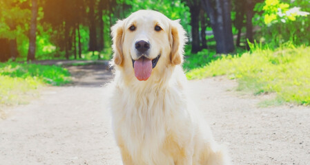 Beautiful Golden Retriever dog walking in the park