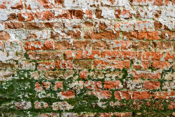 Texture of old weathered brick wall with green moss