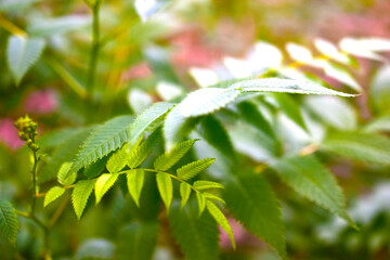 Green leaves of a shrub similar to a fern